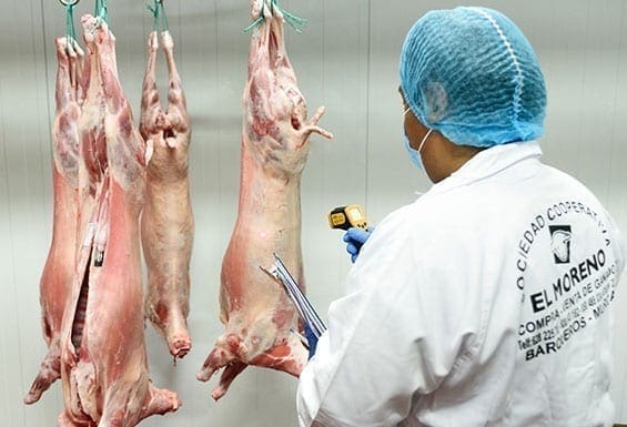 Quality of lamb, mutton, sheep and goat