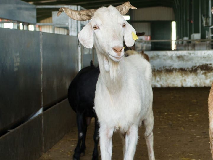 halal mutton suppliers