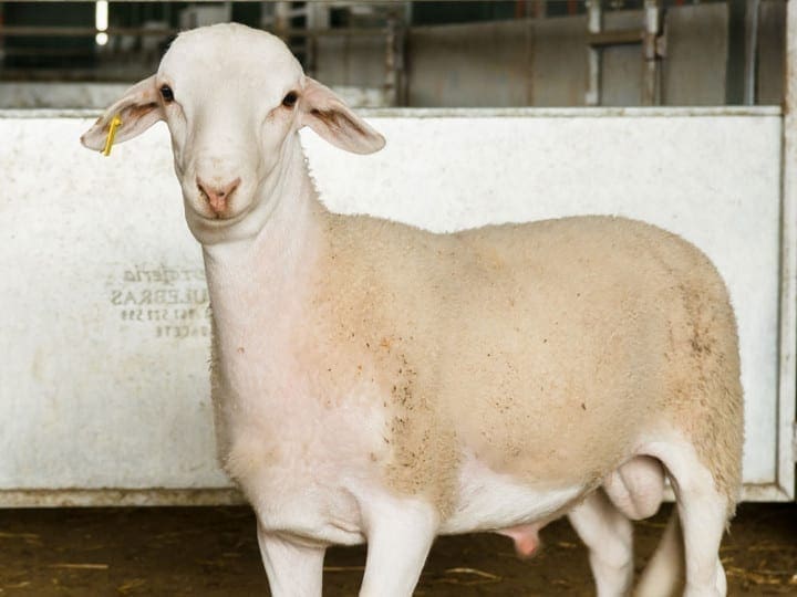 halal mutton suppliers